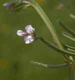Duvvicker (V. hirsuta). Blomma.